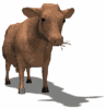 karvė animuoti-vaizdai-gif